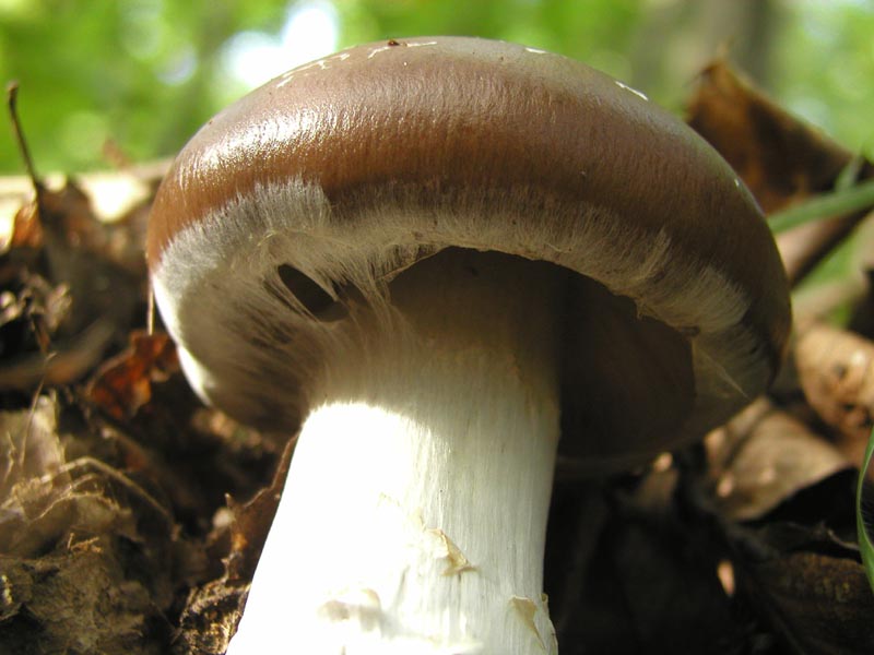 E dopo le Amanite...